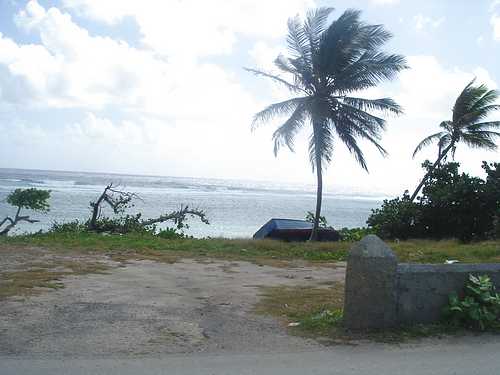 Palm trees and wind on Grand Cayman